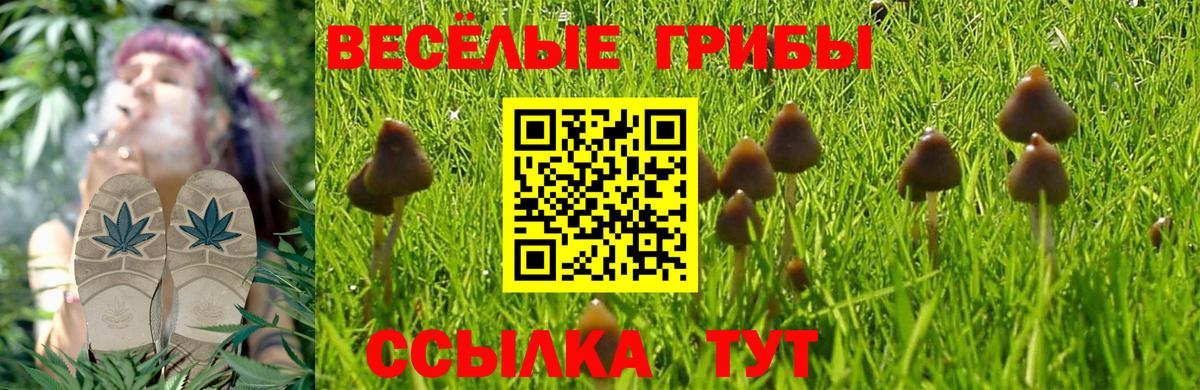 Псилоцибиновые грибы мицелий Камышлов